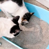 猫がうんざりしてしまう『トイレ環境』5つ　健康トラブルに繋がることも？改善策まで解説