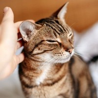 猫の『耳が熱い』ときの原因3つ　体調不良のサイン？取るべき対処法も解説
