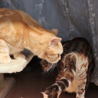 猫同士で『おしりのニオイを嗅ぐ』理由4つ　行動の意味や読み取っている情報とは