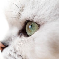 猫の『推定年齢』を判別するポイント4選　体に表れる変化や特徴を解説
