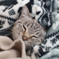 猫も『冷え性』になることがあるの？健康に与える影響や改善方法を解説