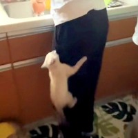 ご飯が待ちきれない子猫→足によじ登ってきて…必死すぎる『まさかのアピール』が26万再生「いなくなったと思いきやｗ」「すごいｗｗ」