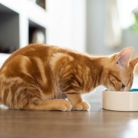 猫の『食べ方が下手』なときに考えられる原因5選　試したい改善策から病気の可能性まで