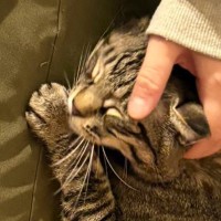 甘えん坊の猫→家族が仕事始めで出かけることに気づくと…まさかの『可愛すぎる瞬間』に10万いいね「てぇてぇ」「行かないでってｗ」