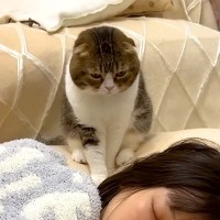 休日の朝５時、リビングで寝落ちしたママ→猫が起こそうとして…思わず笑ってしまう『攻防戦』が話題「みんなママ大好きだね」「作戦勝ち」
