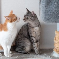 愛猫に合わせた『キャットタワー』の選び方とは？4つの種類やそれぞれの特徴をご紹介