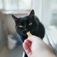 猫が『大嫌いな人』にだけみせる行動5選　関係を修復するための改善策まで