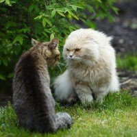 猫の『ケンカ』が始まってしまう原因5つ　遊びとの見分け方や取るべき対処法
