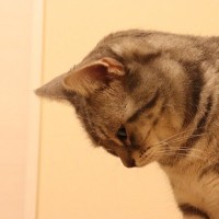 猫にやってはいけない『絶対NGなしつけ方』4つ　かえって逆効果に？適切な方法まで解説
