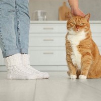 猫の飼い主がやってはいけない『モラルのない行動』5選　トラブルを避けるために心がけるべきこと