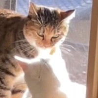 先輩猫が『子猫の匂い』を嗅いだ次の瞬間…完全に想定外な『爆笑の展開』が24万再生「イカ耳になるのツボｗｗ」「顔が笑った」