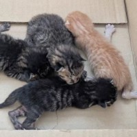 旦那が保護してきた『4匹の赤ちゃん猫』→3か月後……目頭が熱くなる光景に「助けてくれてありがとう」「良かった」と感動の声続出