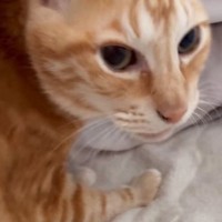 1か月ぶりに帰ってきたお姉ちゃん→久しぶりに会った『猫』に声をかけた結果…まさかの光景が26万再生「猫さんらしいｗ」「可愛すぎｗ」