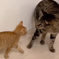 先住猫に毛嫌いされていた『茶トラの子猫』→諦めずにアタックし続けていると…微笑ましい光景が51万再生「粘り勝ちｗ」「諦めの目してるｗ」