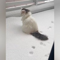 雪の中でたたずむ『北欧猫』→飼い主さんの視線に気づいた『次の瞬間』…尊すぎる光景が143万再生「足跡を保存したいｗ」「可愛すぎー」
