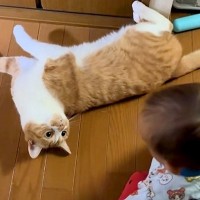 予測不能な行動をする赤ちゃん→２匹のネコが困惑して…『心の声がダダ漏れな様子』が58万再生「何とも言えない顔が良いわｗ」「猫って最高」