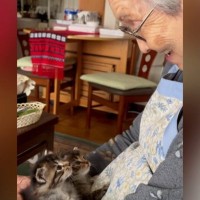 92歳のおばあちゃん→膝の上に乗る『子猫』に話しかけると……「尊すぎて泣く」素敵な光景が556万再生「涙腺崩壊」「かぁーたまらん」