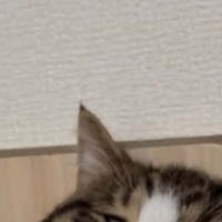 爪とぎソファの上で寝ていた猫→『顔』をよく見たら……衝撃の表情が68万再生「クセになる寝顔ｗ」「疲れが吹っ飛んだｗｗ」と爆笑の声