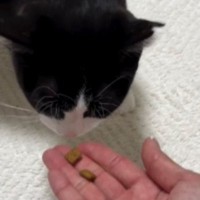 人馴れトレーニング中の猫→『手でおやつをあげようとした』次の瞬間…思わぬ悲劇が80万再生「信頼関係が…泣」「バカやろうー！」