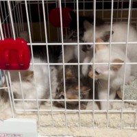 ケージの中にいる『6匹の赤ちゃん猫』→先輩猫が近づいてくると……まさかの光景が175万再生「リトルグリーンメンｗ」「表情が可愛すぎる」
