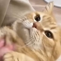 3日ぶりにパパが帰ってきた結果→『猫の反応』は……最高に可愛すぎる『再会の光景』が14万再生「爆音だねｗ」「愛がすごく感じられる」