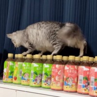 『ペットボトルの上』を器用に歩いていた猫→次の瞬間……つい笑ってしまう展開が28万再生「他人事みたいな感じｗ」「可愛すぎるｗ」