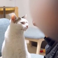 1日放置した顎ヒゲで『猫をなでてみた』結果…「初めてヒゲが羨ましいと思った」まさかの光景が60万再生「世界一のライフハック」と絶賛