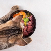 猫の健康維持に必要な『栄養素』4つ　体に与える働きから摂取のポイントまで