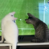 テレビで『サッカーの試合』を見ていたら、猫が…全然集中できない『爆笑の展開』が44万再生「内容入ってこないｗ」「ちゃんと追うんだｗ」