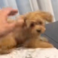 元気いっぱいな『新入りの子犬』→先住猫と犬の『表情』を見ると……爆笑必至の光景が52万再生「表情が好きｗｗ」「みんな茶色で可愛いｗ」