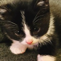 とっても小さかった保護子猫が、『現在』……思わず笑みがこぼれる『成長記録』に「ずっとかわいい」「毎日見たい」と癒される人続出