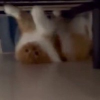 ベッドの下にいたネコ→飼い主さんを見つけた『次の瞬間』…衝撃の光景に「ホラーゲームで似たようなシーン見たｗ」「迫力がすごい」と反響