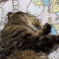 寝ようと思って布団に行ったら、『猫』が……あまりにも無防備すぎる様子に爆笑「なんちゅう格好よ」「平和でほっこりｗ」と11万再生