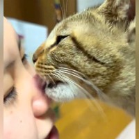 ネコが顔を舐めてきたと思ったら、次の瞬間…完全に想定外な『まさかの愛情表現』が31万再生「斬新で笑った」「おいしい味でもしたのね」