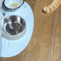 『物音がする』と思って見に行ったら、猫たちが……思わず頭を抱えた『衝撃の光景』に「冬のボーニャスｗ」「やっちゃったｗ」と18万再生