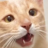 構ってほしくて『にゃー』と鳴いていた猫→『気づかないふり』をしてみた結果…たまらなく可愛い光景が54万再生「表情が良い」「最高だね」