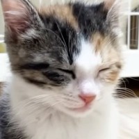 ウトウトと『寝落ちしそうになっていた子猫』→そばに先住猫がやって来ると…尊すぎる瞬間に「優しい世界」「ほっこりした」と癒される人続出