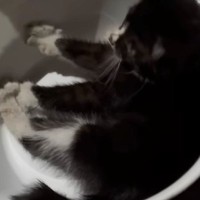 『かなり厳しい状態』家の前で倒れていた『子猫』を保護した結果……「涙なしでは見られない」「大きな愛を感じた」半年間の軌跡に感動の声