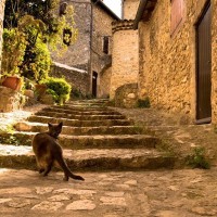 中世の人々も「猫好き」だった！　「写本に残る猫の足跡」などユニークな展示作品が話題に　米国の美術館