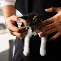 ベトナム戦争をともに生き延びた「同志」　猫と米人記者の13年におよぶ友情