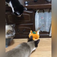 言葉をマネする人形で遊んでみたら、猫たちが……想像以上のリアクションが153万再生「毎回初回みたいな反応ｗ」「同じタイミングｗ」