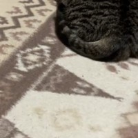 ホットカーペットの上でくつろぐ猫を見ると……猫とは思えない『衝撃のフォルム』が54万再生「もはや同化してて草」「溶けてるｗ」と爆笑の声