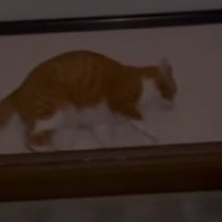 インフルエンザで苦しむ中、夜中に『猫』が……まさかの『ハプニング』に爆笑の声続出「めっちゃ笑った」「何度も見ちゃうｗ」と反響