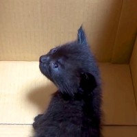 ひとりぼっちで『鉄工所に現れた赤ちゃん猫』を一時的に保護した結果…『素敵な展開』に「良い話だ」「本当によかった」と感動する人続出