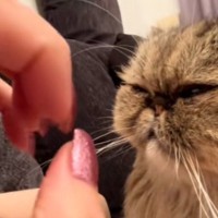 愛猫にデザインを変えた『ネイル』を見せた結果…まさかのリアクションが85万再生「逆に見てない説ｗ」「可愛すぎだろｗ」と爆笑の声