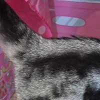 猫のおしりを見たら、『縦』に……文字に見える『まさかの模様』が23万表示「想像以上で笑った」「一人で爆笑してしまった」と話題