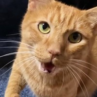 『ごはんが欲しい』とアピールする茶トラ猫…まさかの鳴き声と『おてての動き』が19万再生「おててが可愛すぎるｗｗ」「絶対言ってる」