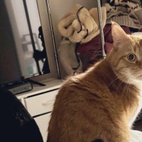 こたつに集まっていた『2匹の猫』を見ると……『まさかの瞬間』に２万いいねの反響「どかしてる最中で草」「お尻が温かいねｗ」と爆笑の声