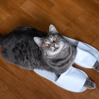猫が『靴やスリッパ』を好みやすい理由4つ　執拗に離れたがらないワケとは