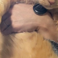 キッチンで悪さをして『パパに捕まった猫』→表情を見ると……つい笑ってしまう瞬間に４万いいね「ええ顔してるｗ」「ニヤニヤが止まらない」